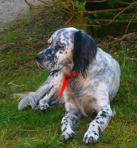 Lost English Setter brown and white named Molly in Edmonton