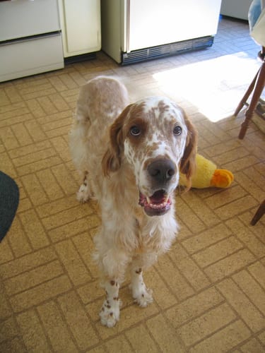 Lost English Setter golden named Buddy in Orillia