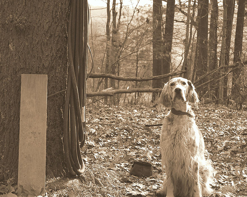 Lost English Setter golden named Cooper in Ottawa
