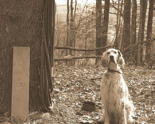 Lost English Setter grey named Cooper in Sarnia
