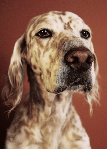 Lost English Setter golden named Winston in Cochrane