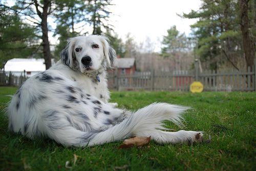 Lost English Setter white named Bear in Toronto