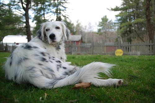 Lost English Setter white named Bear in Toronto
