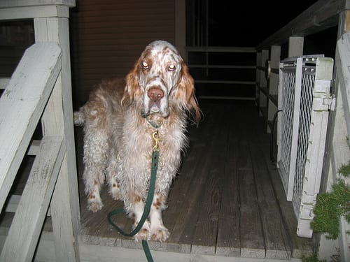 Lost English Setter grey named Charlie in Montréal
