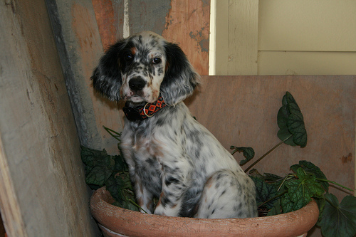 Lucy