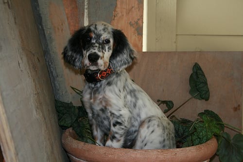 Lost English Setter golden named Lucy in St. John’s