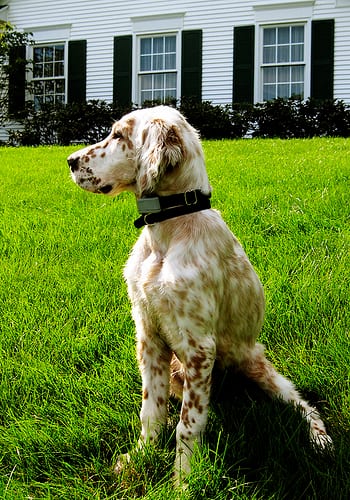 Lost English Setter brown named Bentley in Brandon