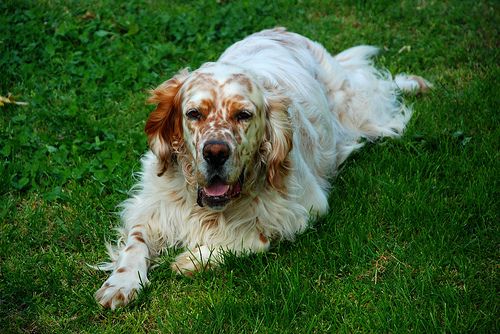 Lost English Setter brown and white named Lucy in Edmonton