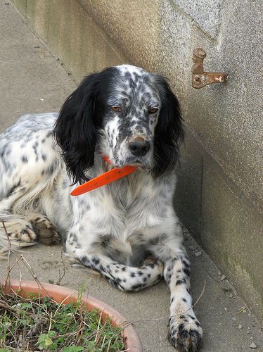 Lost English Setter cream named Rosie in Calgary