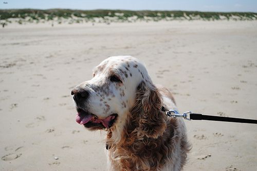 Lost English Setter black named Winston in Moose Jaw