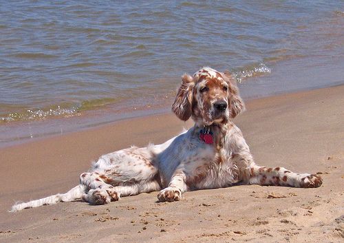Lost English Setter black named Rocky in Lloydminster
