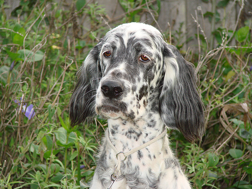 Lost English Setter white named Leo in Clarence-Rockland