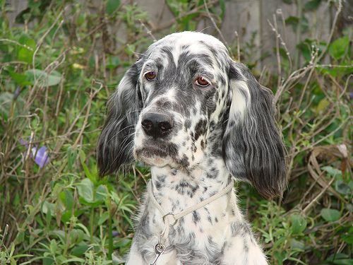 Lost English Setter chocolate named Finn in Calgary
