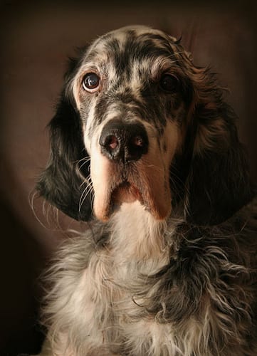 Lost English Setter white named Willow in Toronto