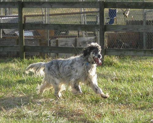 Lost English Setter white named Cooper in Sault Ste. Marie