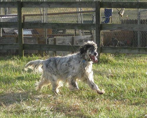Lost English Setter white named Cooper in Sault Ste. Marie