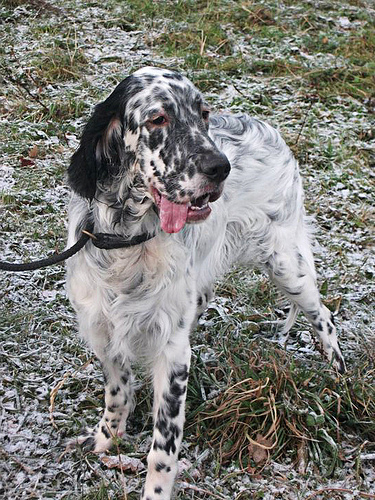 Lost golden English Setter named Duke in Campbell River