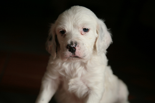 Maggie