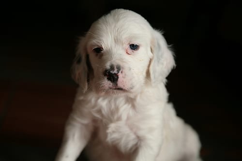 Lost English Setter black named Maggie in Salaberry-de-Valleyfield