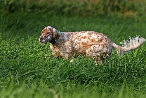 Lost English Setter grey named Louie in Gatineau