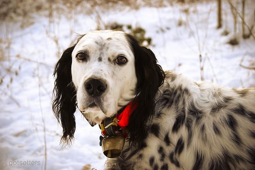 Lost English Setter cream named Finn in Coquitlam
