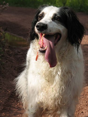 Lost English Setter tan named Daisy in Aurora