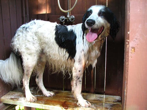 Lost English Setter black and white named Max in Vancouver