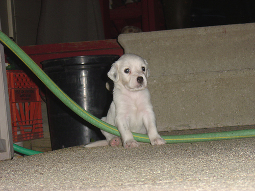 Oliver
