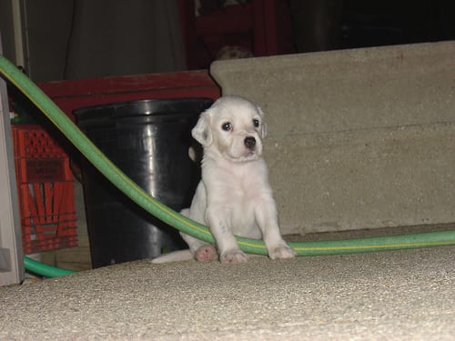 Lost English Setter grey named Oliver in Toronto