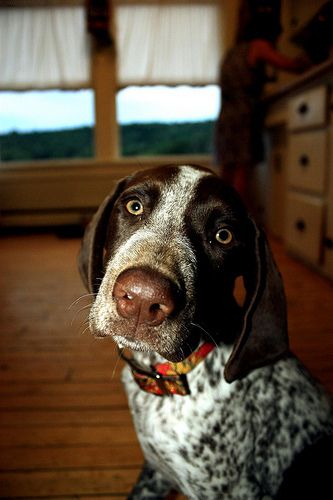 Lost German Shorthaired Pointer black and white named Finn in Brantford