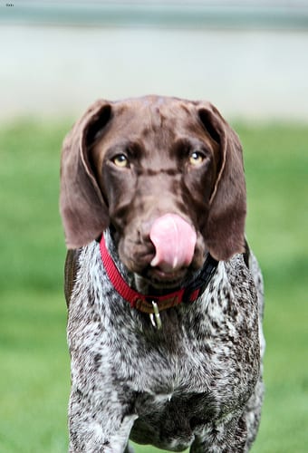 Lost German Shorthaired Pointer chocolate named Bailey in Abbotsford