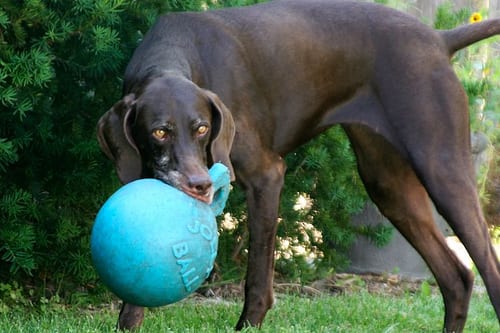 Lost German Shorthaired Pointer cream named Finn in Brandon