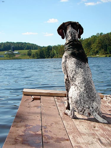 Lost German Shorthaired Pointer white named Bentley in Labrador City