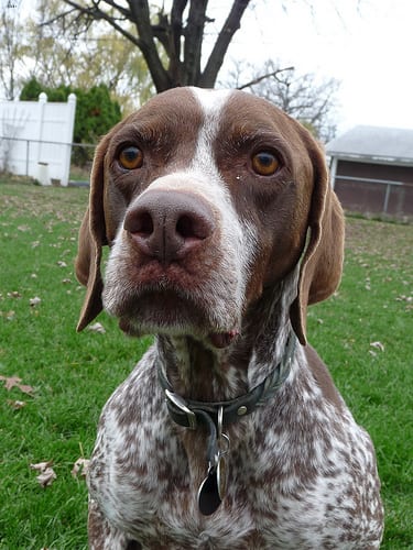 Lost German Shorthaired Pointer chocolate named Charlie in Burnaby
