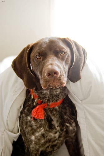 Lost German Shorthaired Pointer cream named Buddy in Vancouver