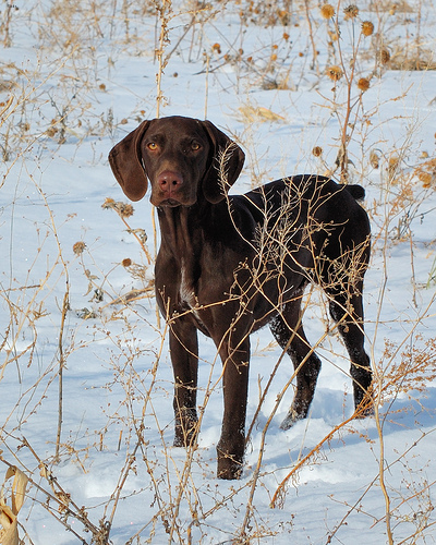 Lost German Shorthaired Pointer cream named Duke in Kitchener