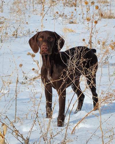 Lost German Shorthaired Pointer cream named Duke in Kitchener