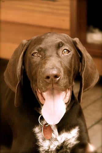 Lost German Shorthaired Pointer golden named Duke in Mission