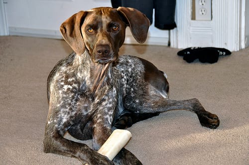 Lost German Shorthaired Pointer grey named Molly in Greater Sudbury
