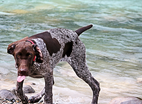 Lost German Shorthaired Pointer golden named Nala in Labrador City