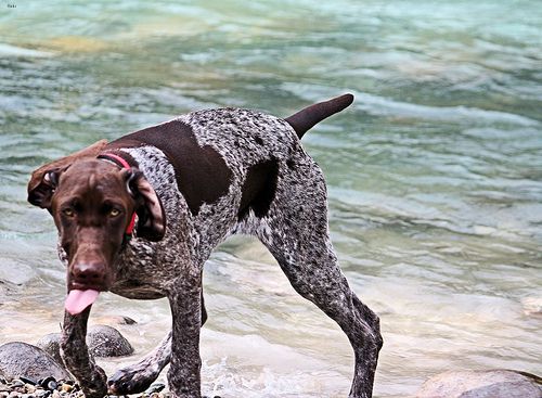 Lost German Shorthaired Pointer golden named Nala in Labrador City