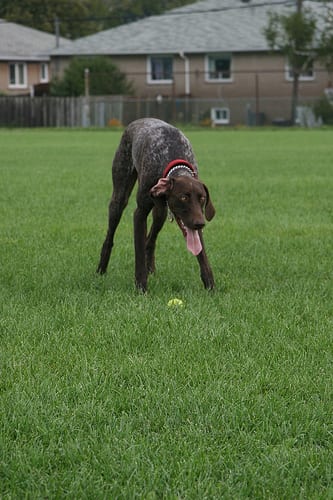 Lost German Shorthaired Pointer black named Bentley in Moose Jaw
