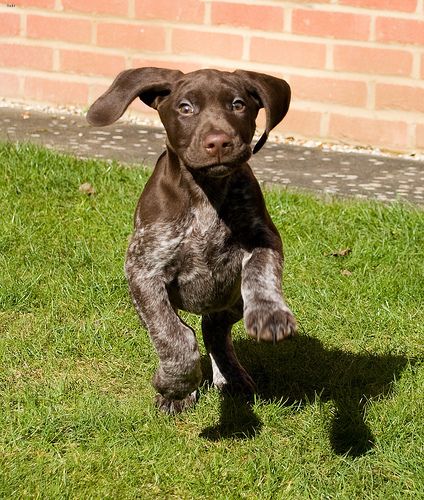 Lost German Shorthaired Pointer tan named Rocky in Paradise