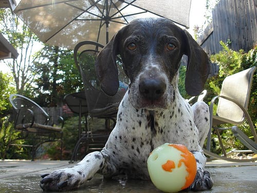 Lost German Shorthaired Pointer chocolate named Ruby in Toronto