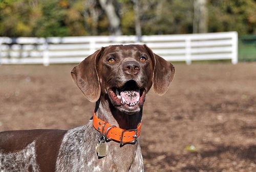 Lost German Shorthaired Pointer brown and white named Bailey in Vancouver