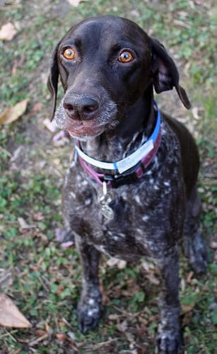 Lost German Shorthaired Pointer tan named Winston in Ottawa