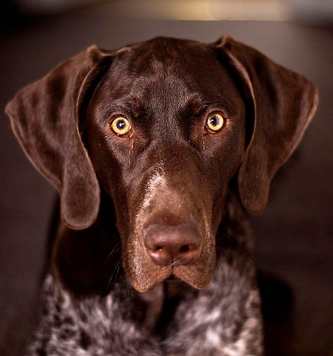 Lost German Shorthaired Pointer tan named Buddy in Martensville