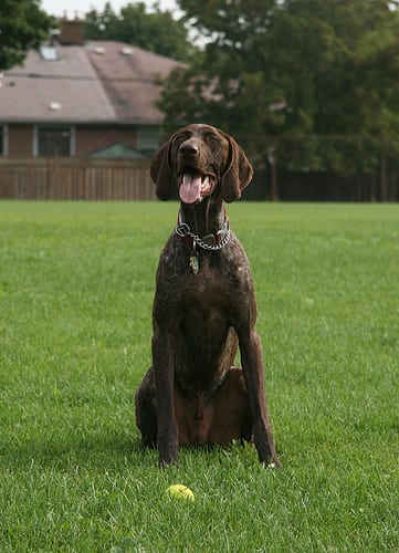 Lost German Shorthaired Pointer grey named Leo in Sorel-Tracy