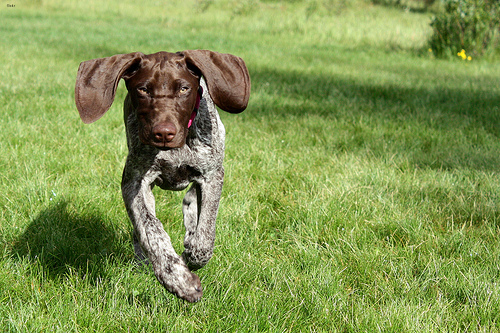 Tucker