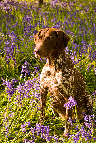 Lost German Shorthaired Pointer chocolate named Charlie in Weyburn